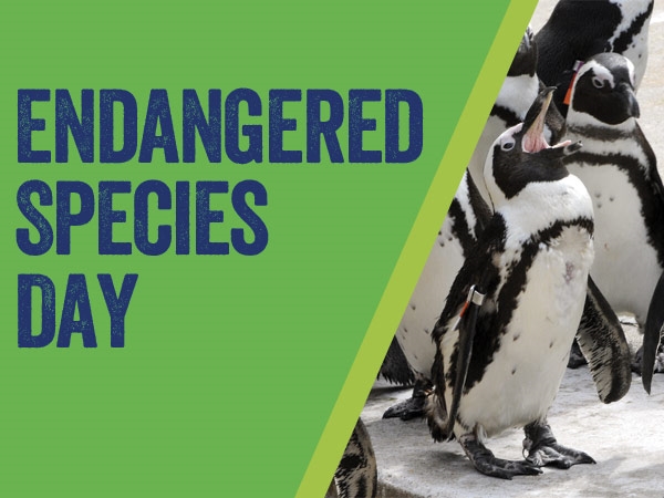 why help protect endangered species?