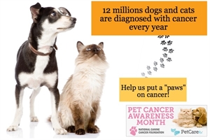 National Pet Cancer Awareness Month