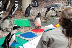 International African Penguin Awareness Day - Creating awareness of the