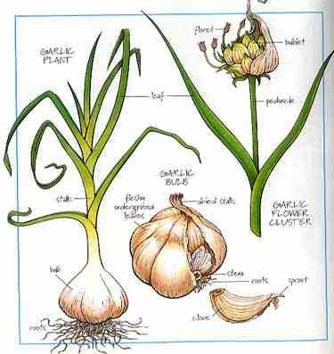 What is the folklore/legion about Garlic?