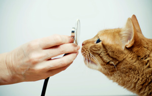 Take Your Cat To The Vet Day - Should i take my cat to the vet?