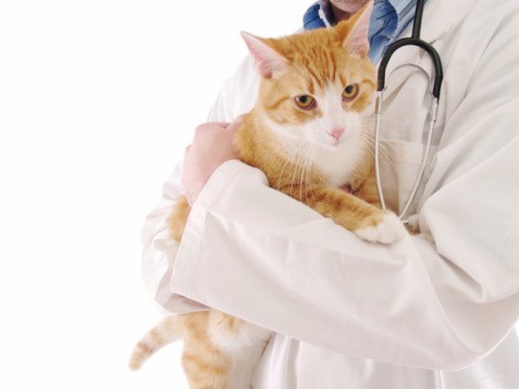 My Cat has diarrhea and my vet isn’t open for 2 more days. What do I do?