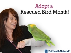 What are the normal fees for adopting a rescued cockatoo or other large parrot?