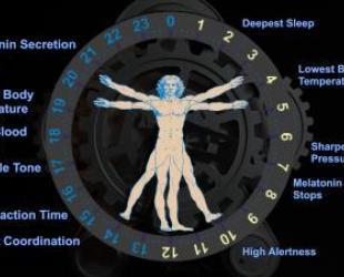 what is phisiological body clock?