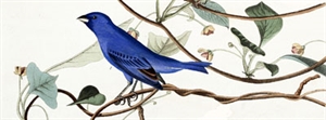 Audubon Day - When did earth day become a holiday?