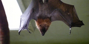 Bat Appreciation Day - Romeos, Juliets, mad scientists, rock stars all come together for a Valentine's Day survey?
