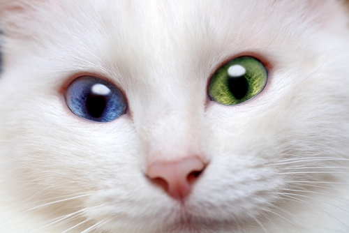 Are kitten born heterochromatic(different eye color) ?