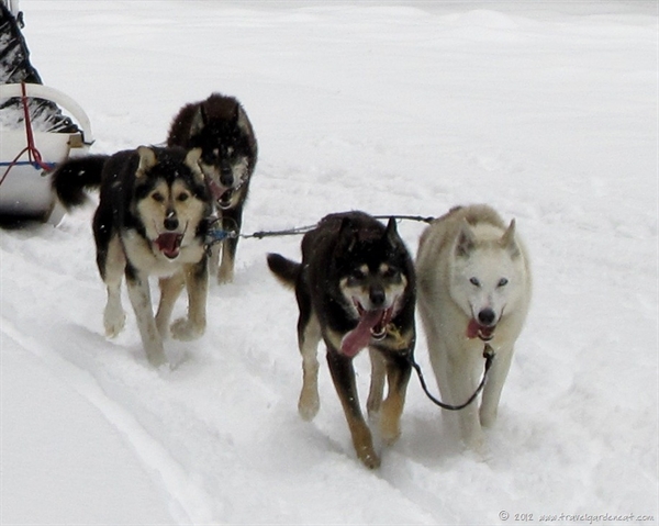 what is the best sled dog for racing?