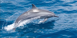 Dolphin Day - Im doing this project on dolphins can anyone give me some facts?