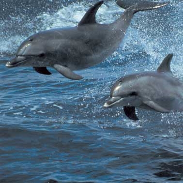 Are wild dolphins in the ocean dangerous to swim with?