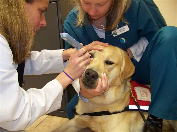 7th Annual AVCO National Service Dog Eye Exam