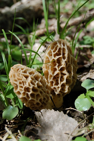 do morel mushrooms grow after they come up?