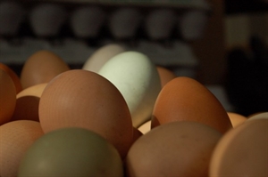 World Egg Day - Is this the Truth about Easter-eggs?