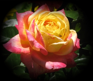 Peace Rose Day - What do you find brings light into an otherwise dull day?