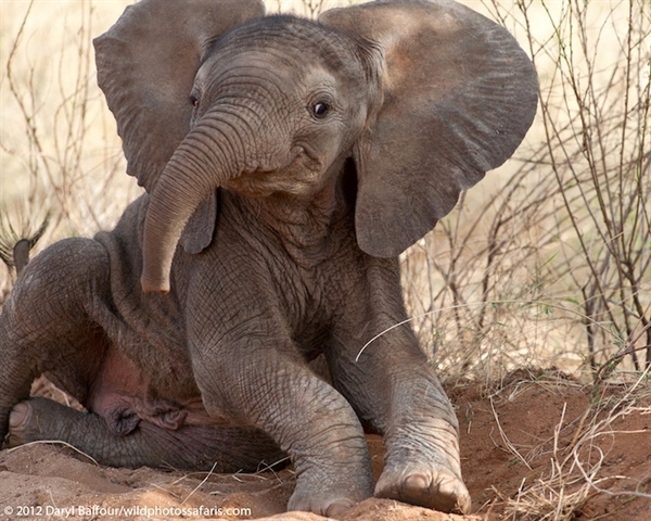 Save our Elephants, by Janice Bolton.?