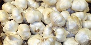 Garlic Day - Is eating an entire head of garlic a day too much?