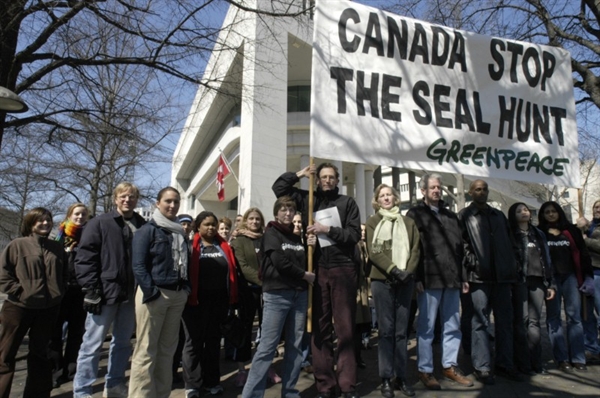 Greenpeace protests Canada's seal hunt as part of an international ...