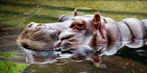 Hippo Day - How many hours a day Do house hippos sleep?