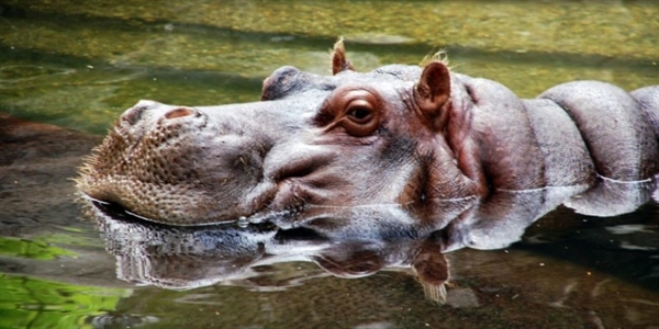 Hippo Day