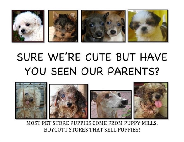 Stop Puppy Mills!?