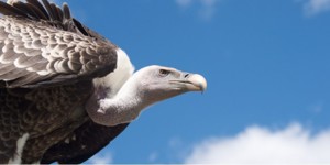 International Vulture Awareness Day - International Vulture