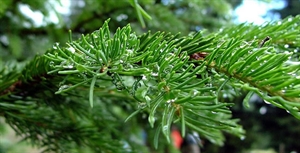 Look For An Evergreen Day - evergreendeciduous why the difference?