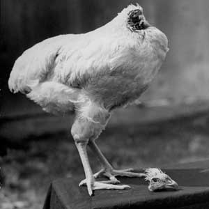 The Headless Chicken Day - have you ever seen 11 headless?