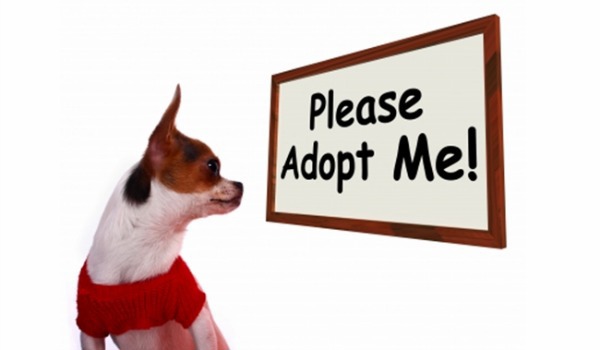Question about adopting a dog from a shelter?