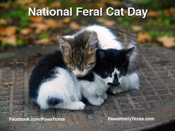 Is it a fact that true feral cats do not vocalize?