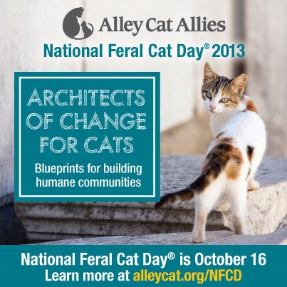 CHICAGO! 1 more day of FREE Feral Cat Spay & Neuter.... gather the strays =)?