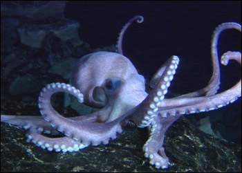 Every Day Is Special: October 8, 2012 - International Cephalopod ...