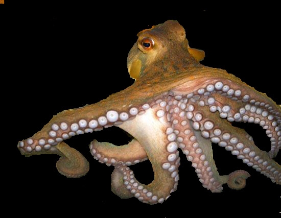 Paper Droids It's International Cephalopod Awareness Week - Paper ...