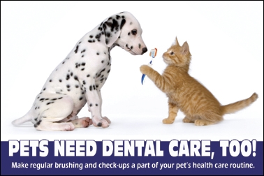Do your pets get regular dental exams/cleaning - repost into cat section?