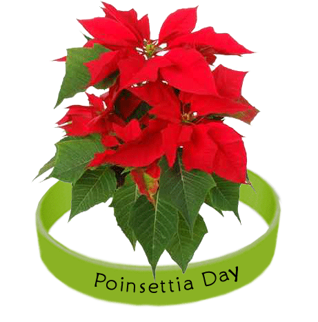Facts about Poinsettias?