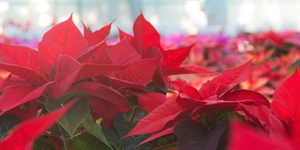 Poinsettia Day - Facts about Poinsettias?