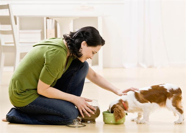 Need a Pet sitter, pet walker or a cleaner?