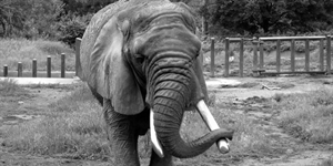 Save The Elephant Day - Can i use unbaked can biscuits after being opened for 1 day.?