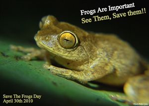 Save The Frogs Day - How to take care of a grey tree frog?