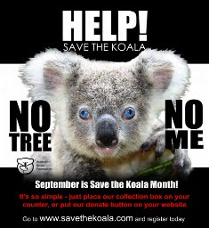 do koalas live in the rainforest?