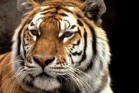 National Save A Tiger Month - What should I write about for.?