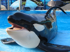 Shamu the Whale Day - What Is The Day In The Life Of A Dolphin Trainer?