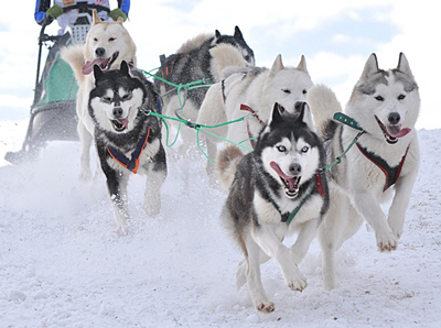What is a famous incident from the past where a sled dog (or dogs) saved the day?