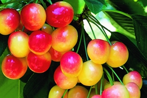 National Rainier Cherries Day