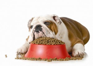 Combating Overweight Pets
