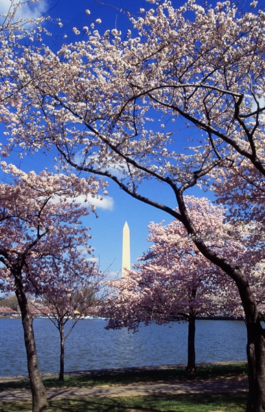 PLEASE HELPP! What is the cherry blossom festival?