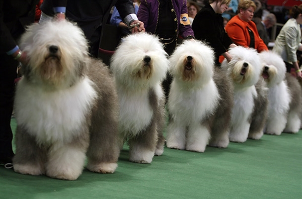 Advice at Westminster- or all dog shows?