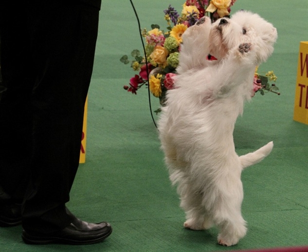 Which is the highest award given in the Westminster Dog Show?