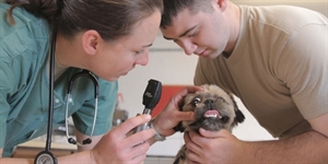 World Veterinarian Day - I've heard the phrase It's a doggie dog world but what does it mean?