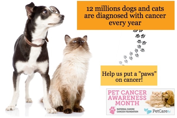 PetCareRx Teams Up with the National Canine Cancer Foundation for ...