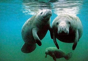 November is Manatee Awareness Month - Englewood Review Newspaper ...